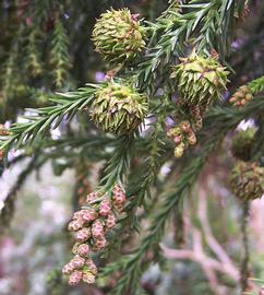  Cones:  Cryptomeria japonica ; Photo by B. Navez, wikimedia commons
